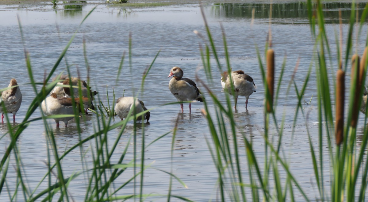 Nilgans - ML108754941