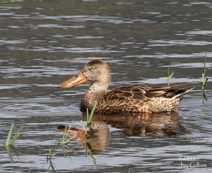 Northern Shoveler - ML108755291