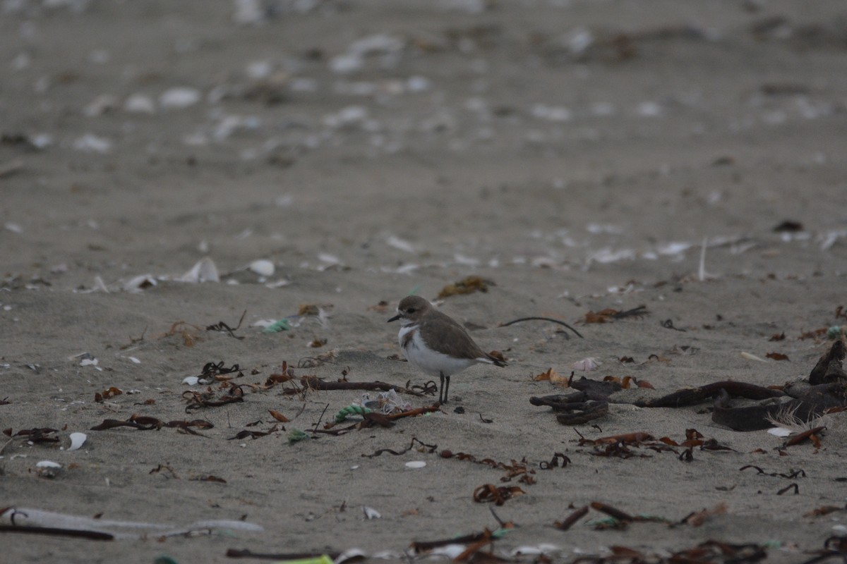 Two-banded Plover - ML108756381