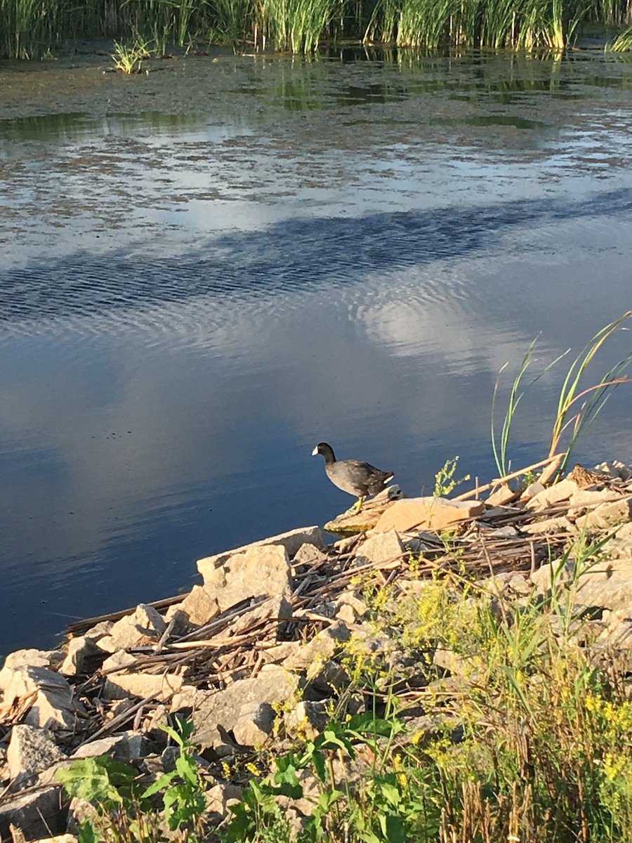 American Coot - Anonymous