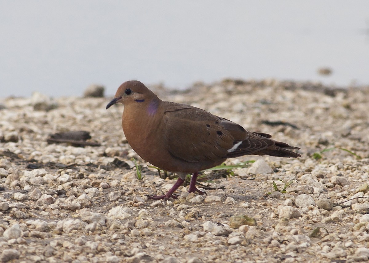 Zenaida Dove - ML108758401