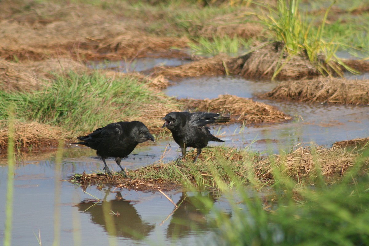 American Crow - ML108758811