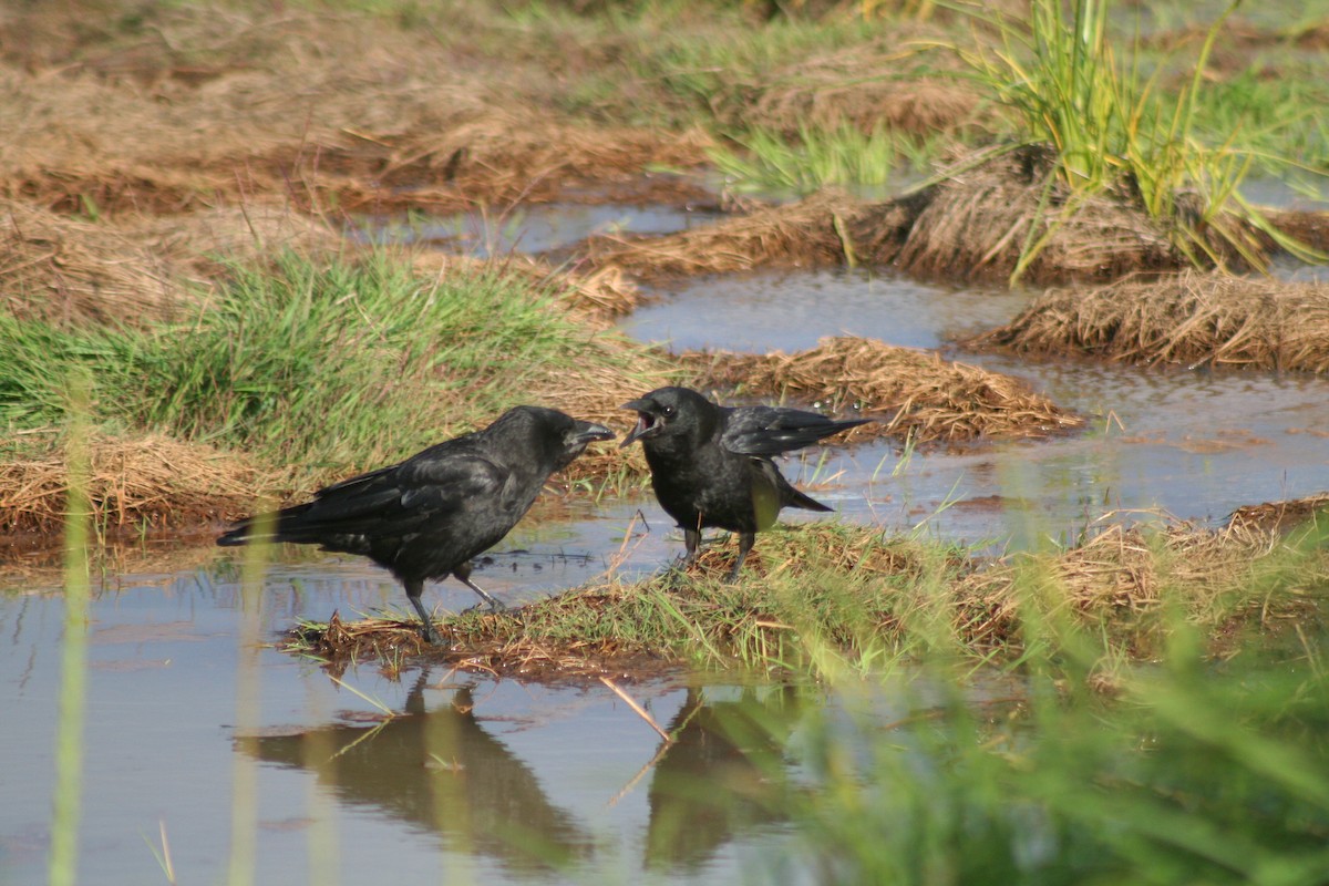 American Crow - ML108758821