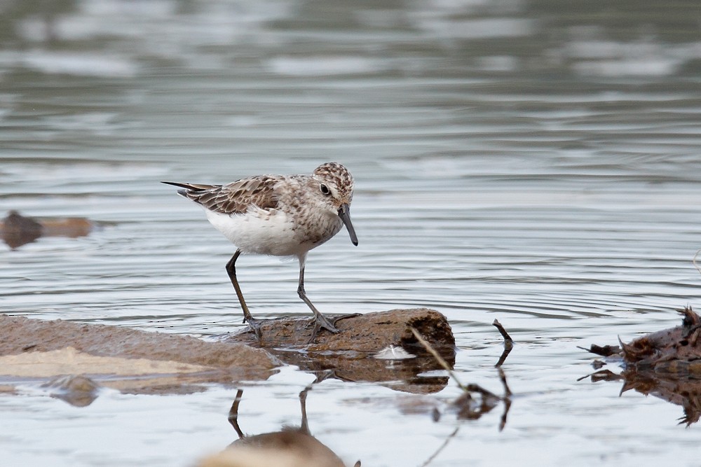 Semipalmated Sandpiper - Geoff Malosh