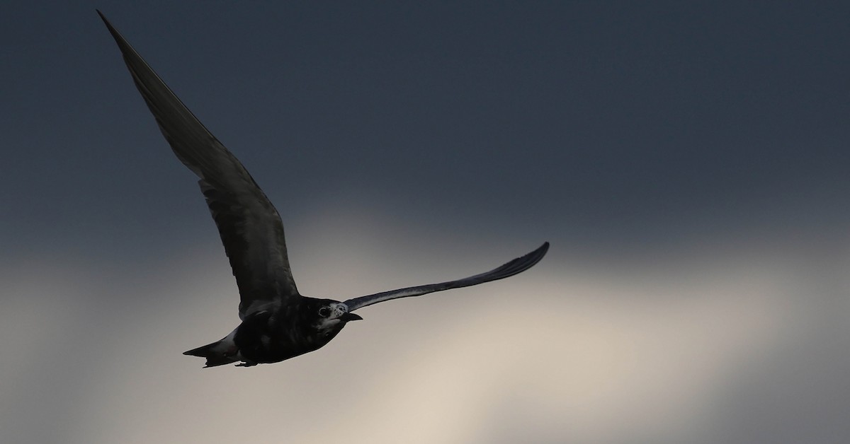 Black Tern - Tony Leukering