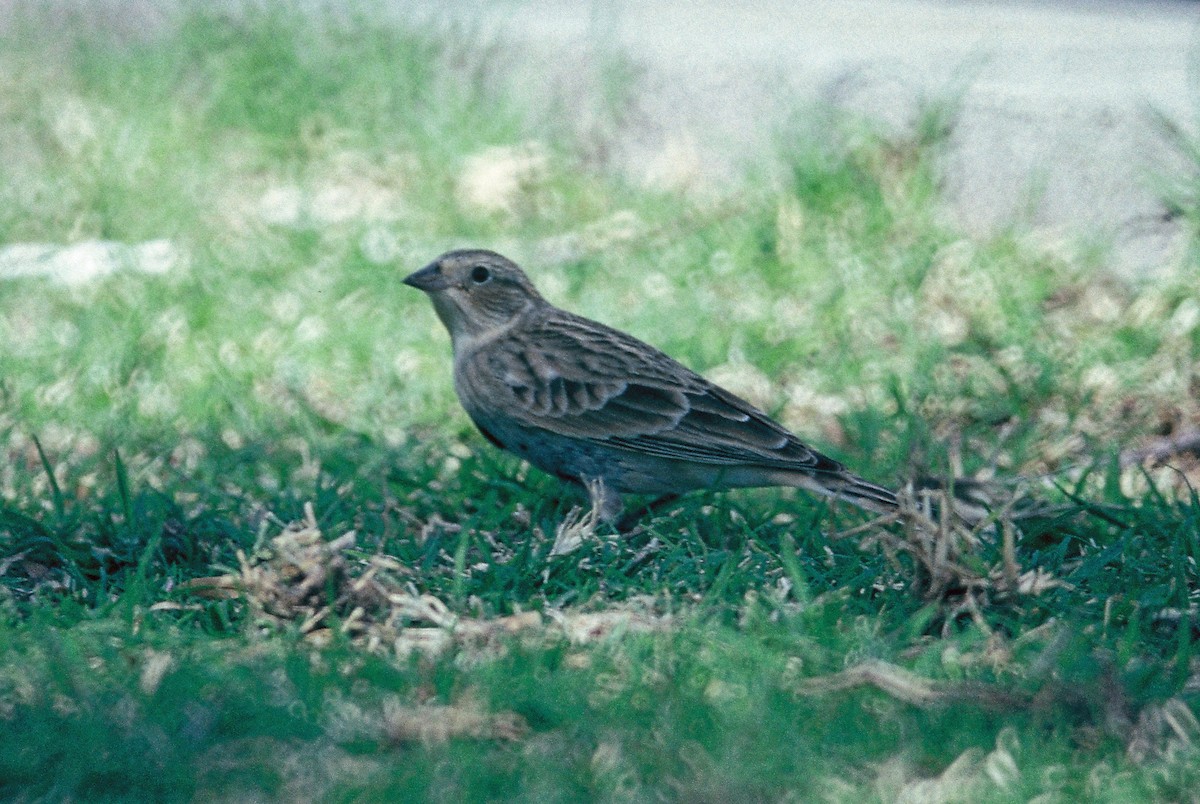 Chestnut-collared Longspur - Brian Daniels