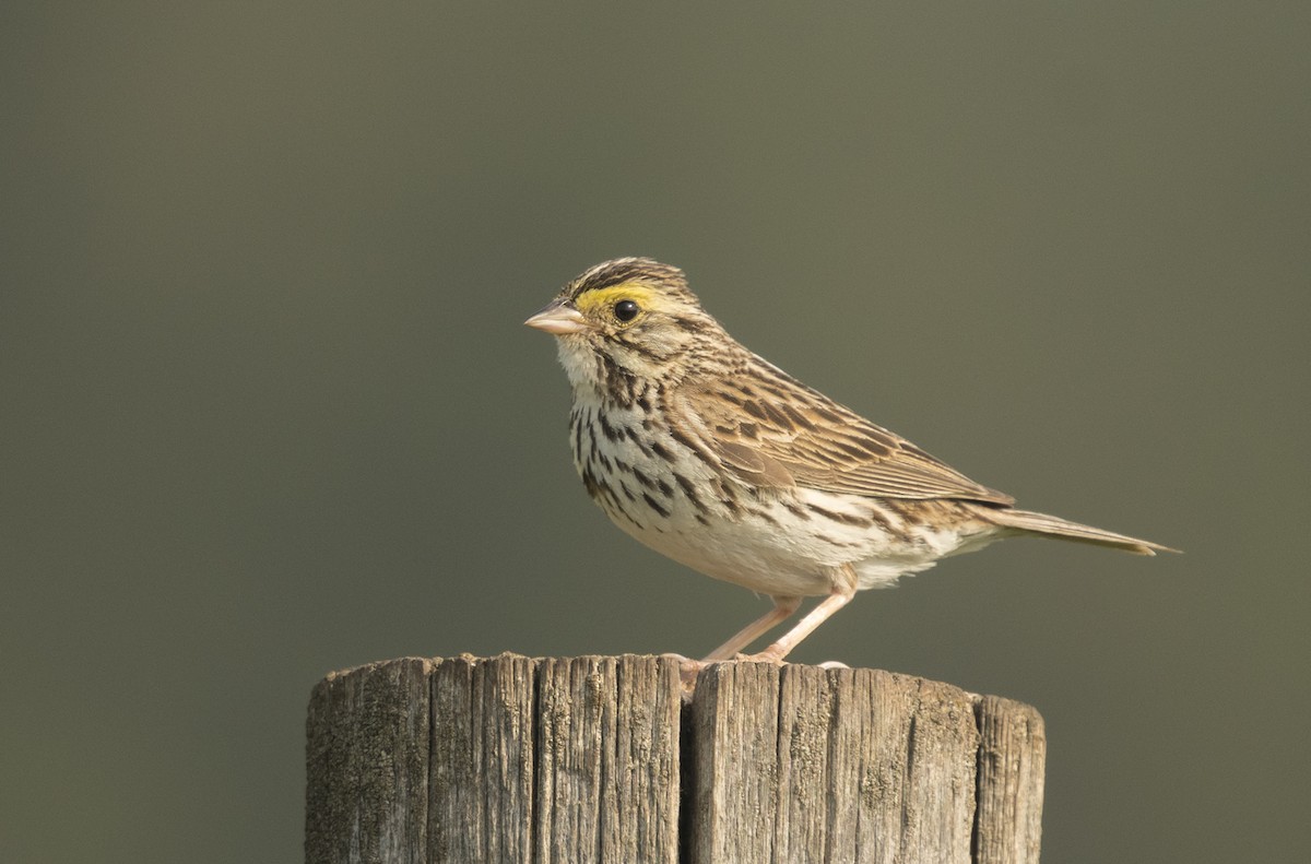 Savannah Sparrow - ML108760621