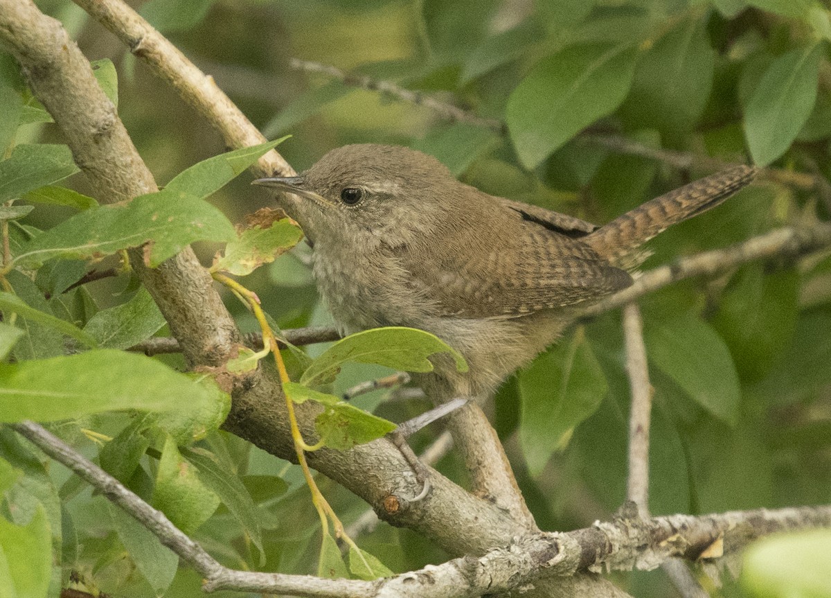 House Wren - ML108761121