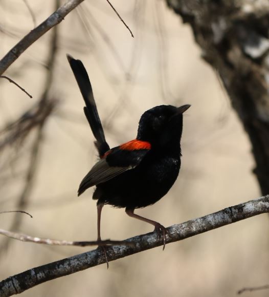 Red-backed Fairywren - ML108762331