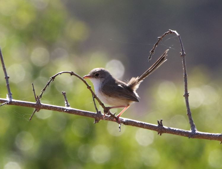 Red-backed Fairywren - ML108762341