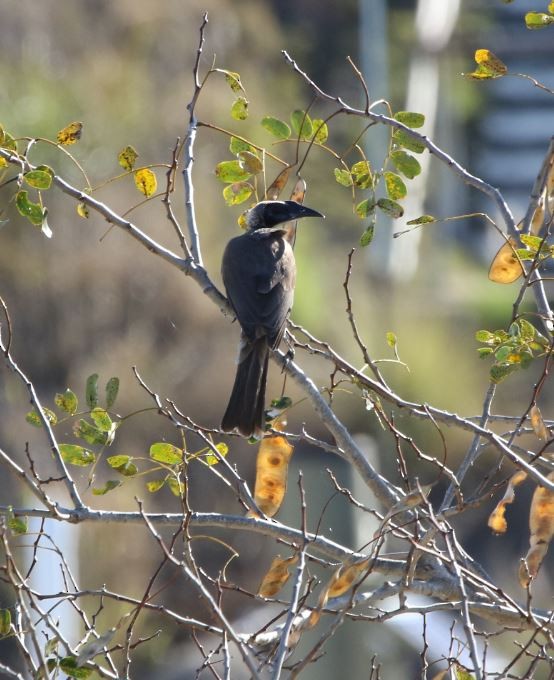 Helmeted Friarbird - ML108762591