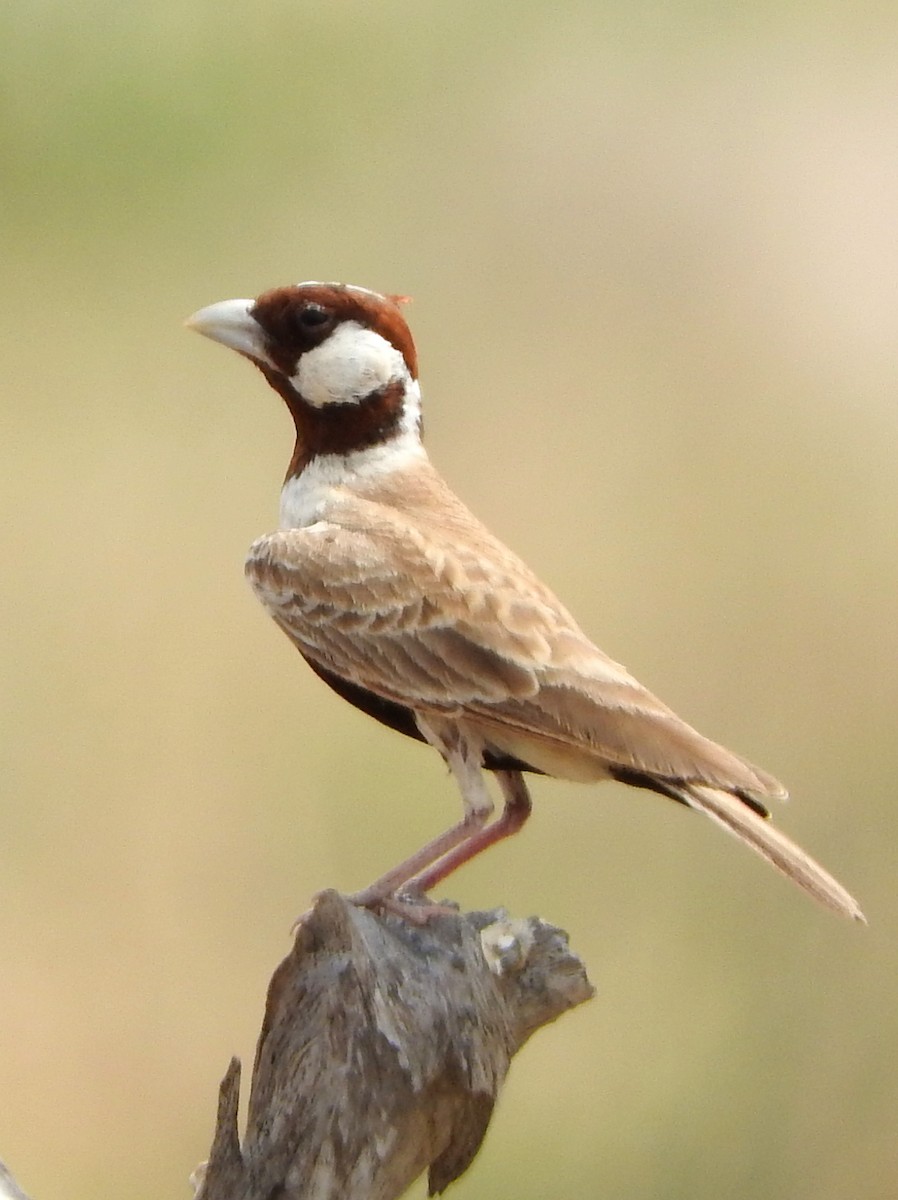 Chestnut-headed Sparrow-Lark - Todd A. Watkins