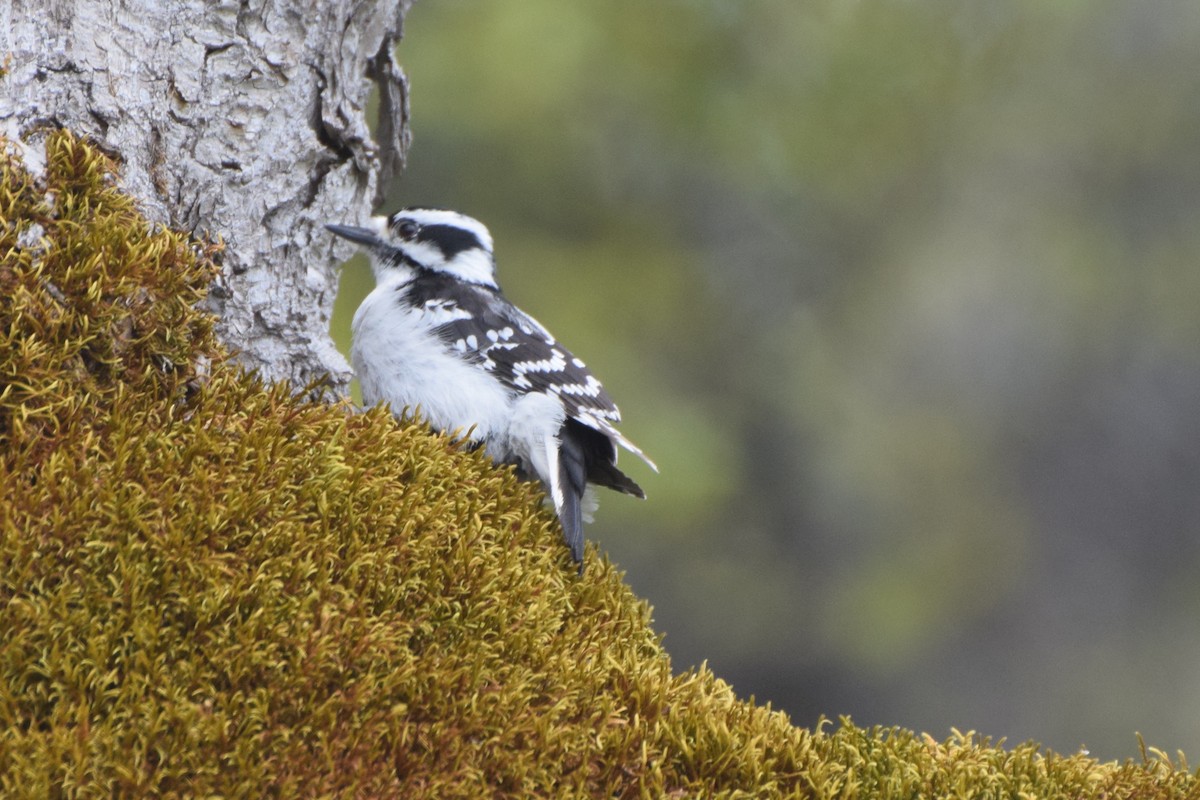 Downy Woodpecker - ML108766731