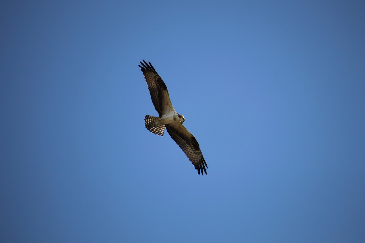 Osprey - ML108767351