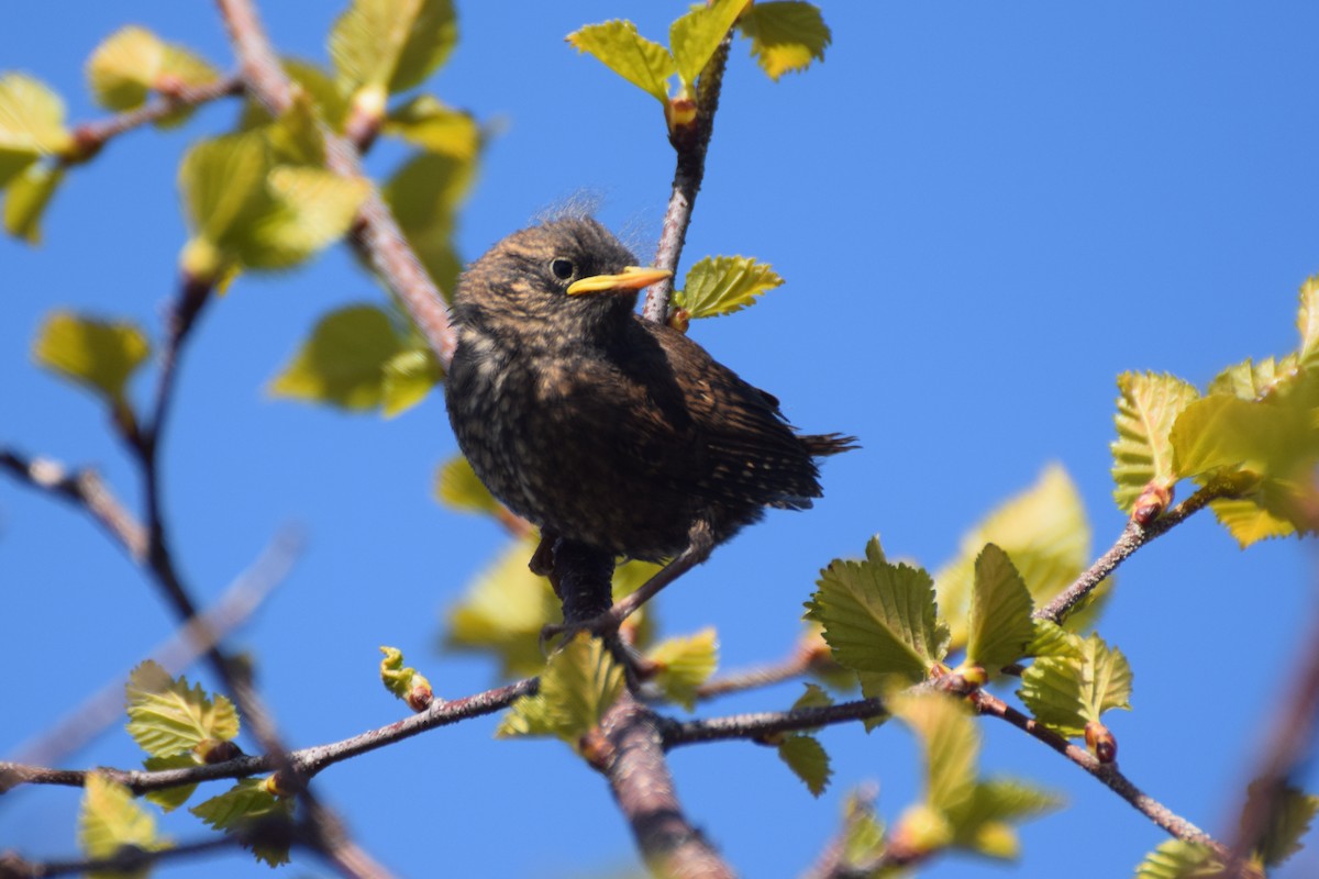 Pacific Wren - ML108767361