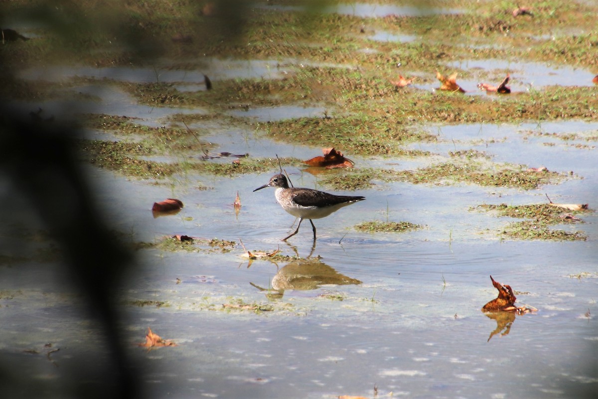 Solitary Sandpiper - ML108767521