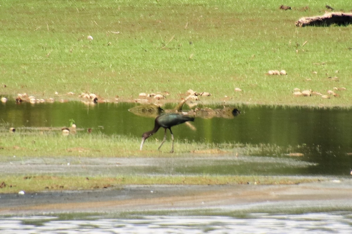 Glossy Ibis - ML108768531