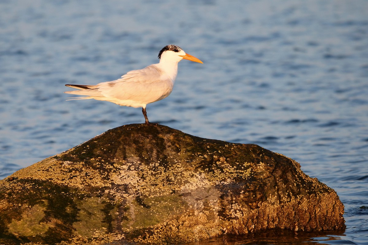 Royal Tern - ML108770041