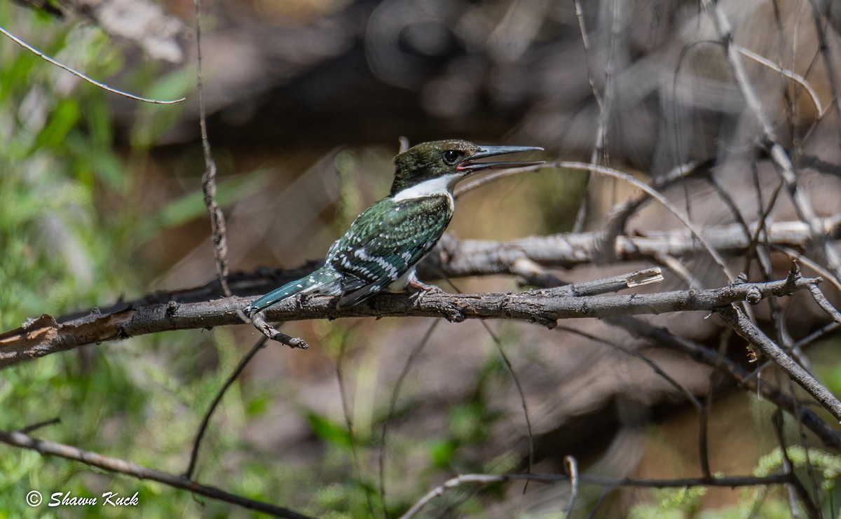 Green Kingfisher - ML108775131