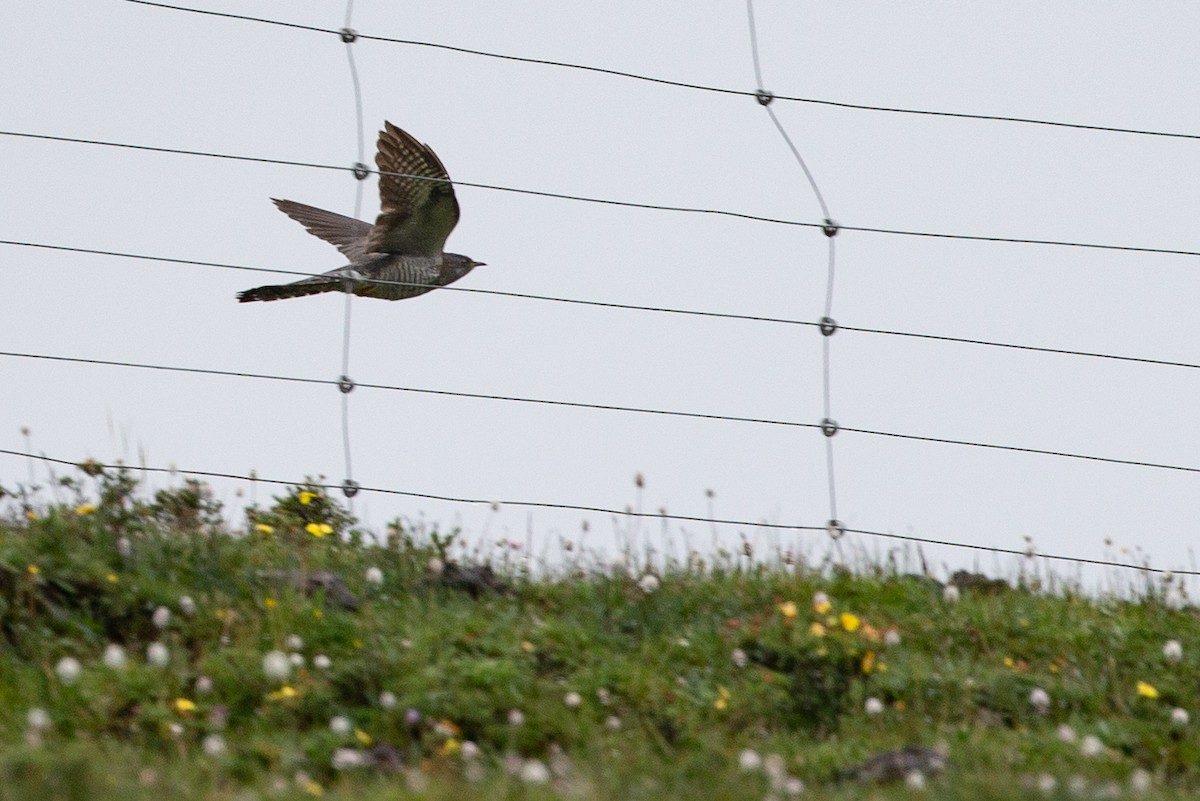 Common Cuckoo - ML108775811