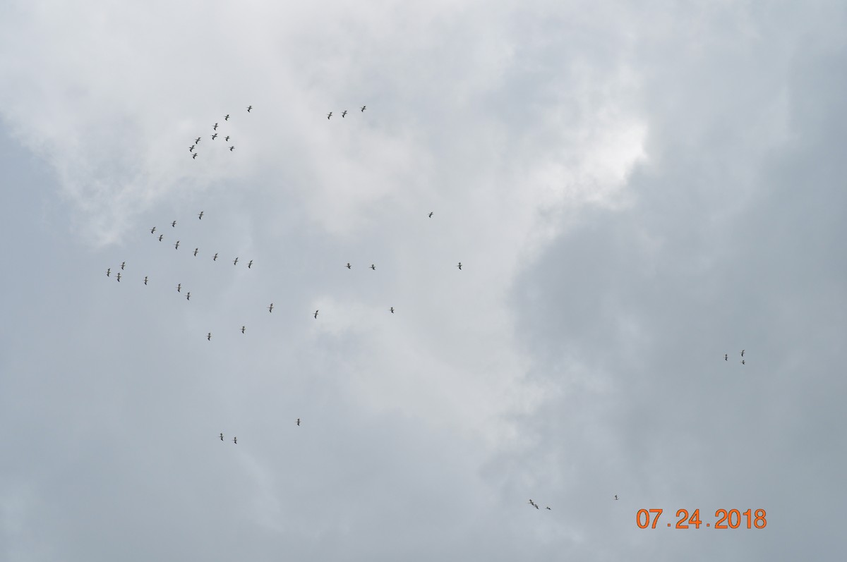 American White Pelican - ML108776291