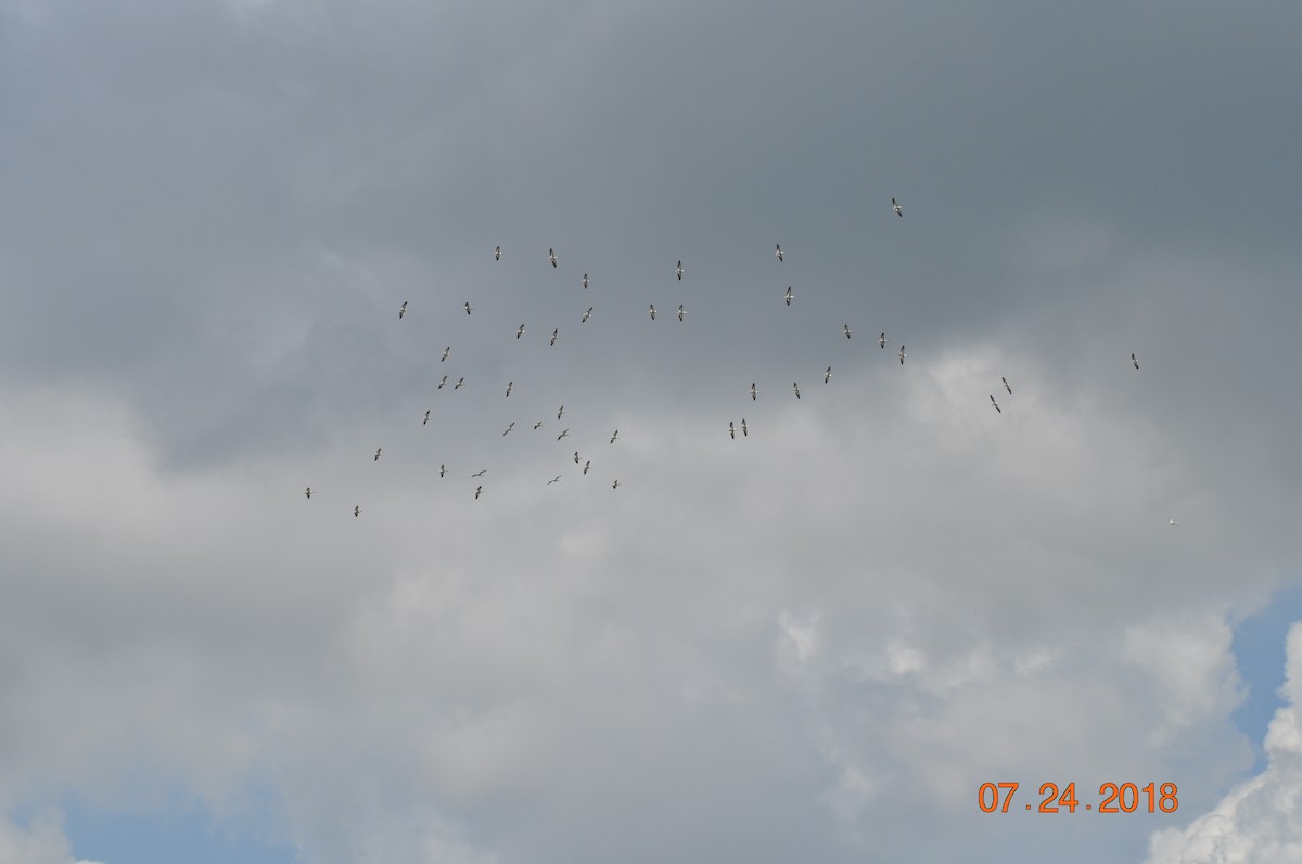 American White Pelican - ML108776331