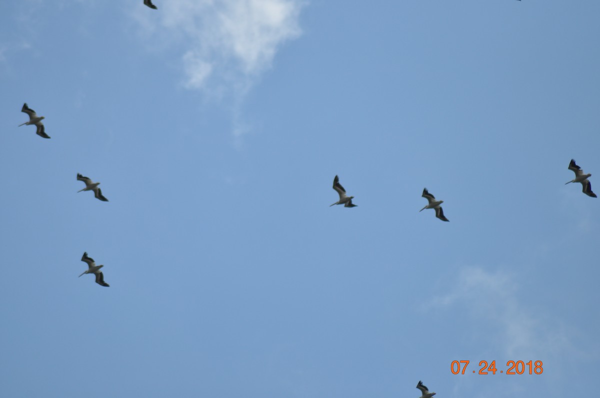 American White Pelican - ML108776361