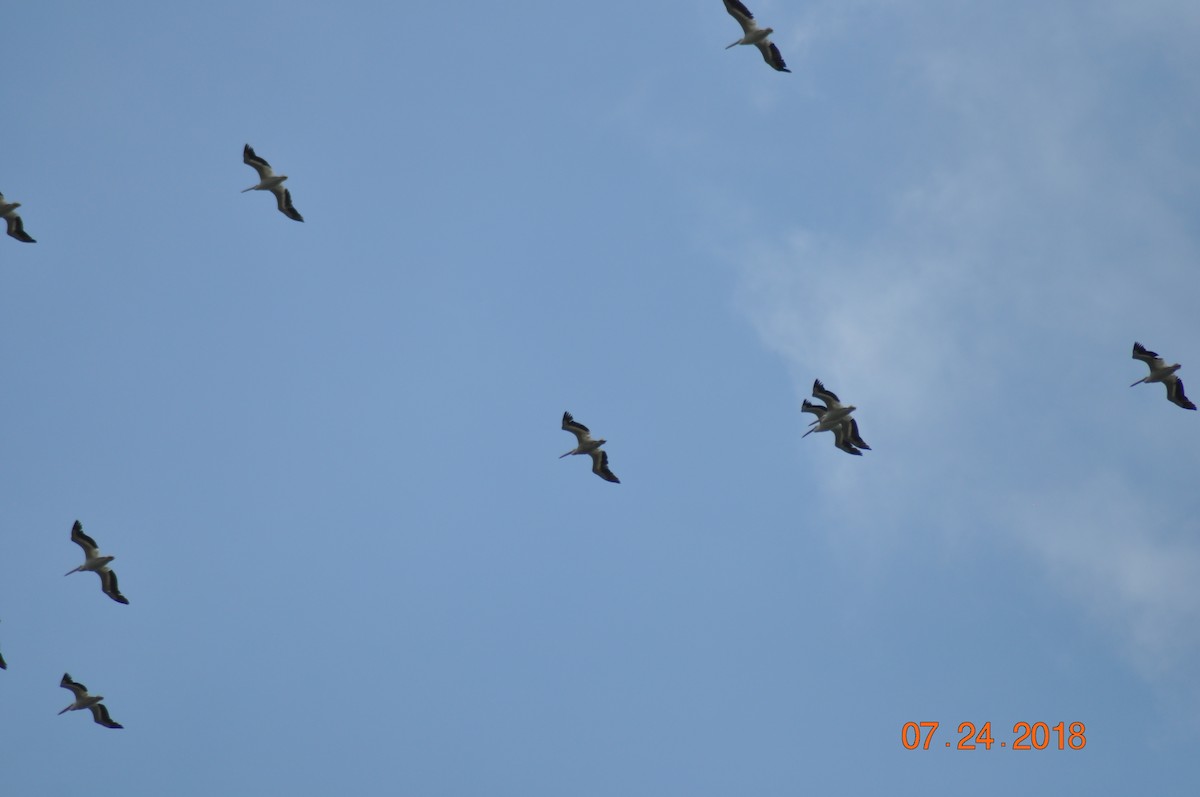 American White Pelican - ML108776371