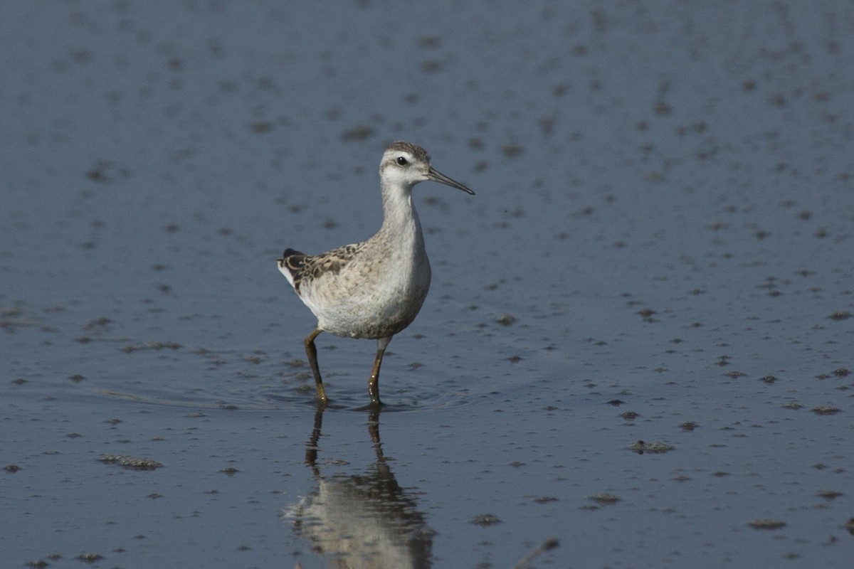 hvithalesvømmesnipe - ML108777181