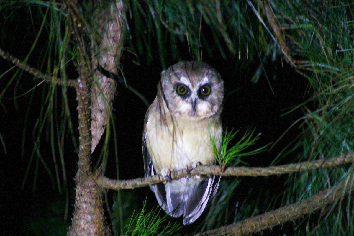 Unspotted Saw-whet Owl - Esteban Matías (birding guide) Sierra de los Cuchumatanes Huehuetenango esteban.matias@hotmail.com                             +502 53810540