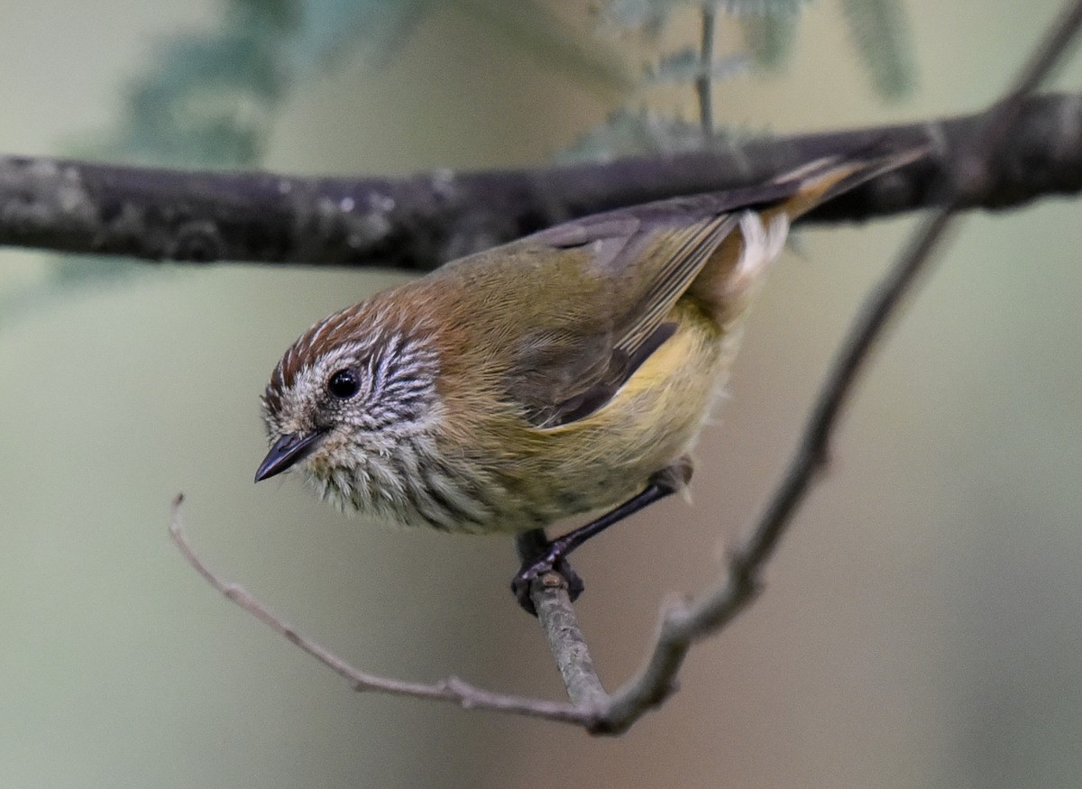 Striated Thornbill - ML108780001