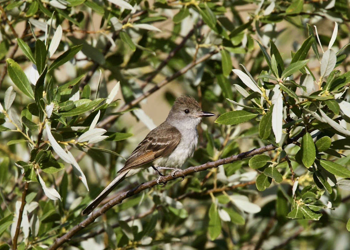 Ash-throated Flycatcher - ML108781891