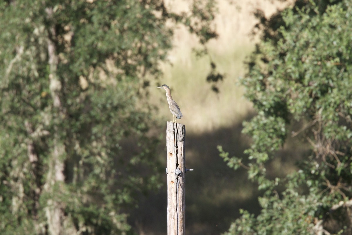 Green Heron - ML108782161
