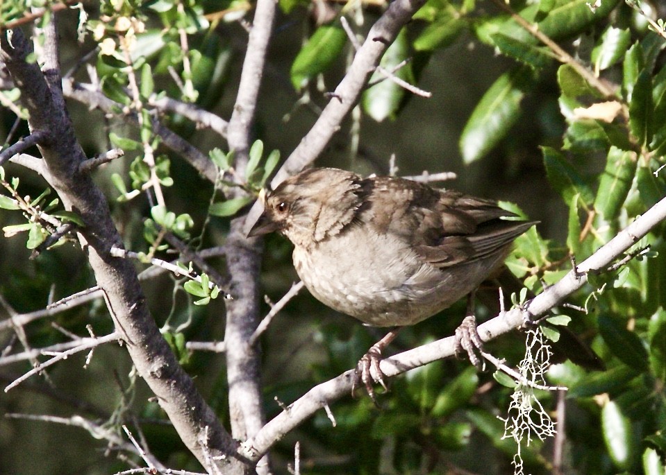 California Towhee - ML108782251