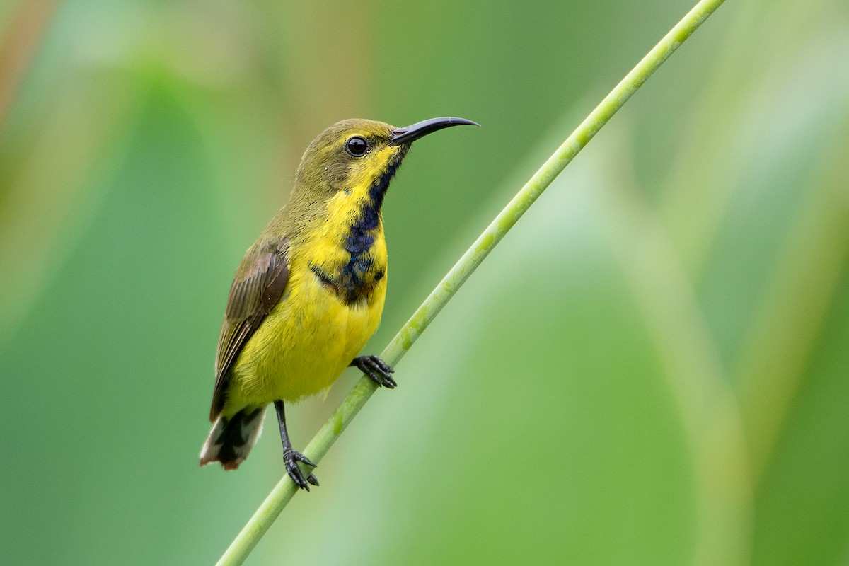 Ornate Sunbird - Ayuwat Jearwattanakanok