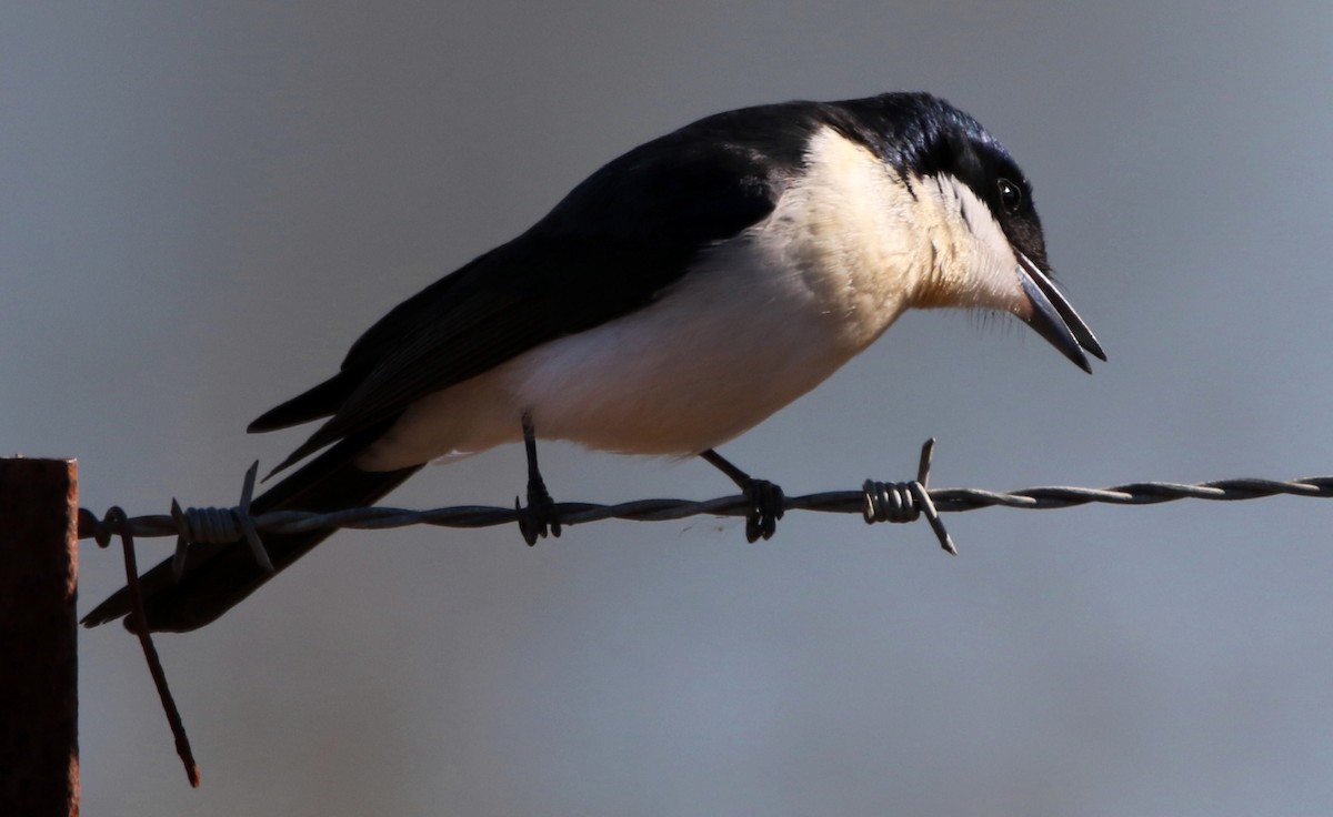 Restless Flycatcher - ML108782691