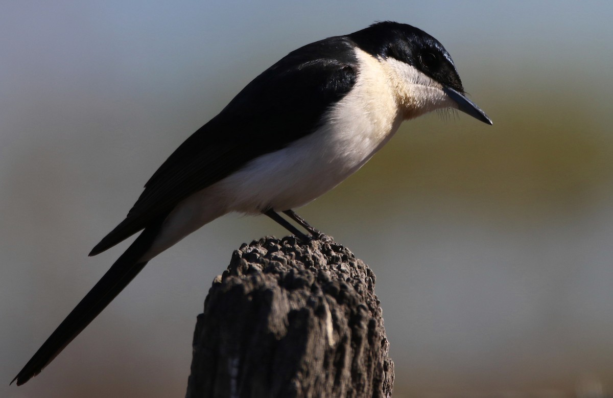 Restless Flycatcher - ML108782711