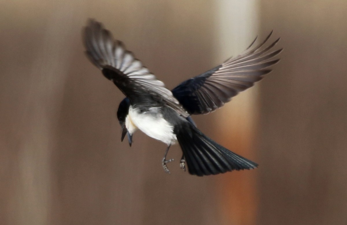 Restless Flycatcher - ML108782721