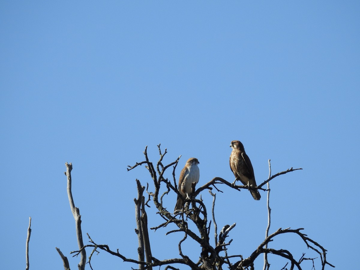 raroh proměnlivý - ML108783941