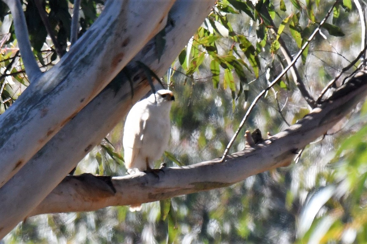 Яструб тасманійський - ML108785521