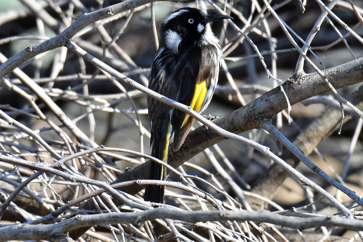 Медовка жовтокрила - ML108785531