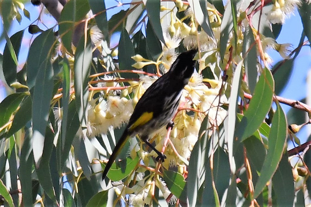 Медовка жовтокрила - ML108785551