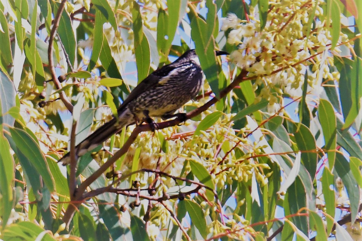 Медолюб-сережник східний - ML108785581