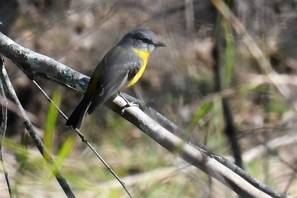 Королець жовтий - ML108785661