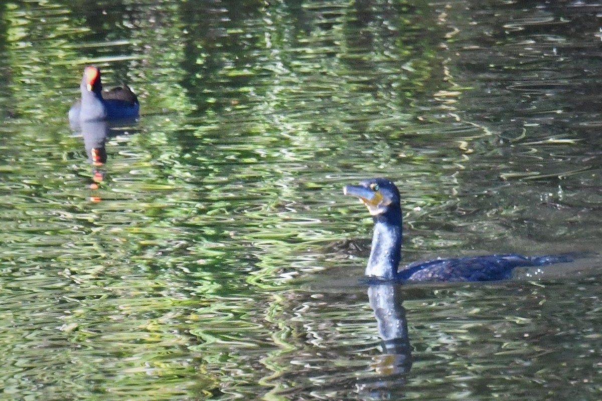 Баклан великий - ML108785761