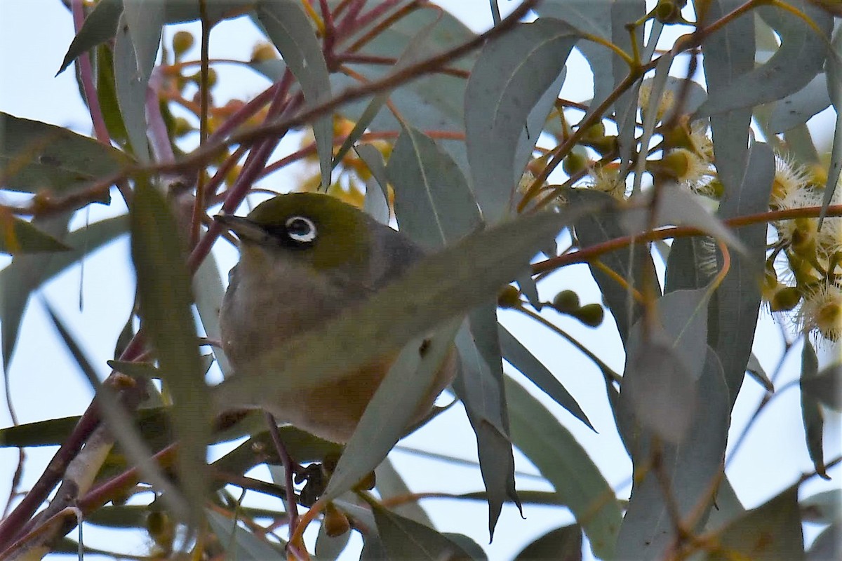 Окулярник сивоспинний - ML108785981