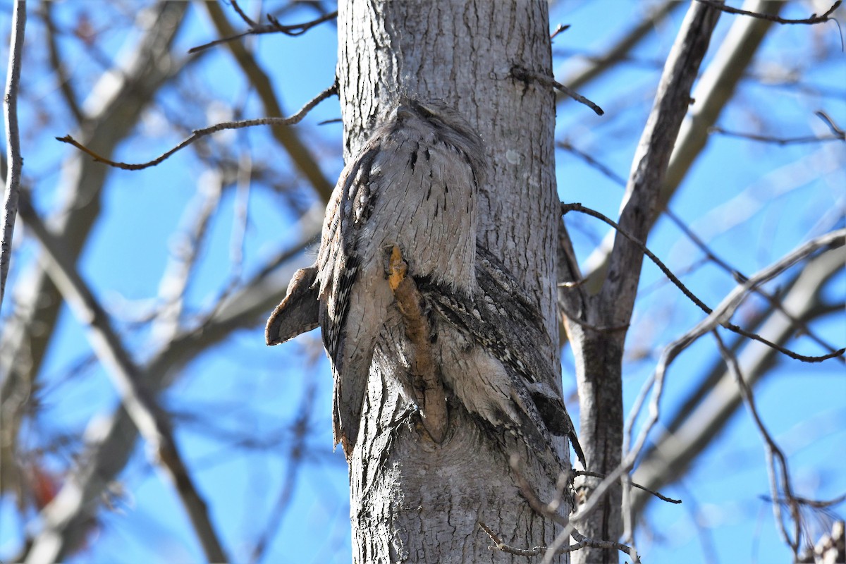 Білоніг австралійський - ML108785991