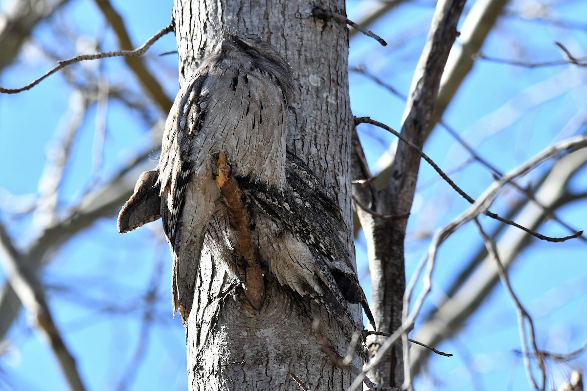 Білоніг австралійський - ML108786001