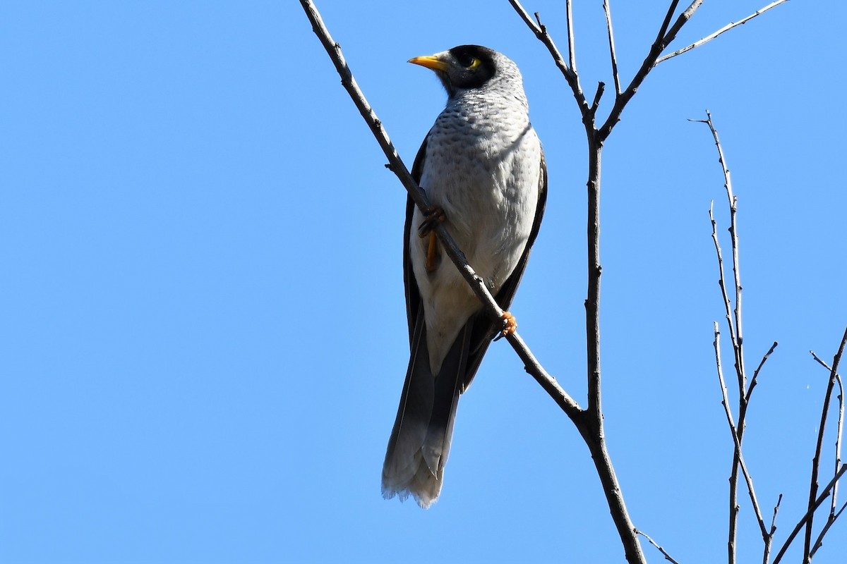 Манорина маскова - ML108786011