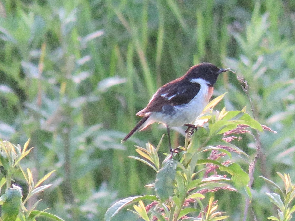 Amur Stonechat - Ursula K Heise